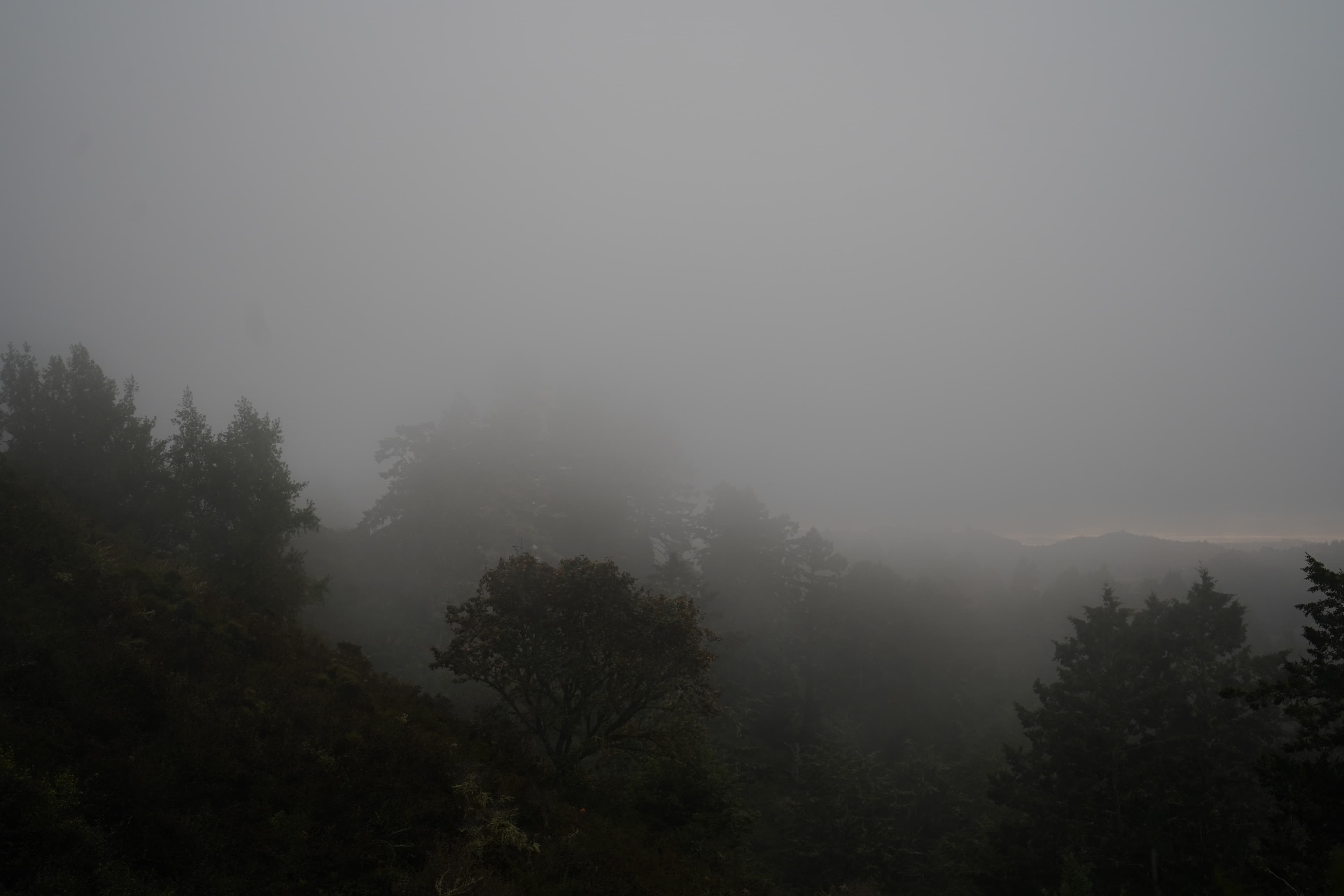 Fog