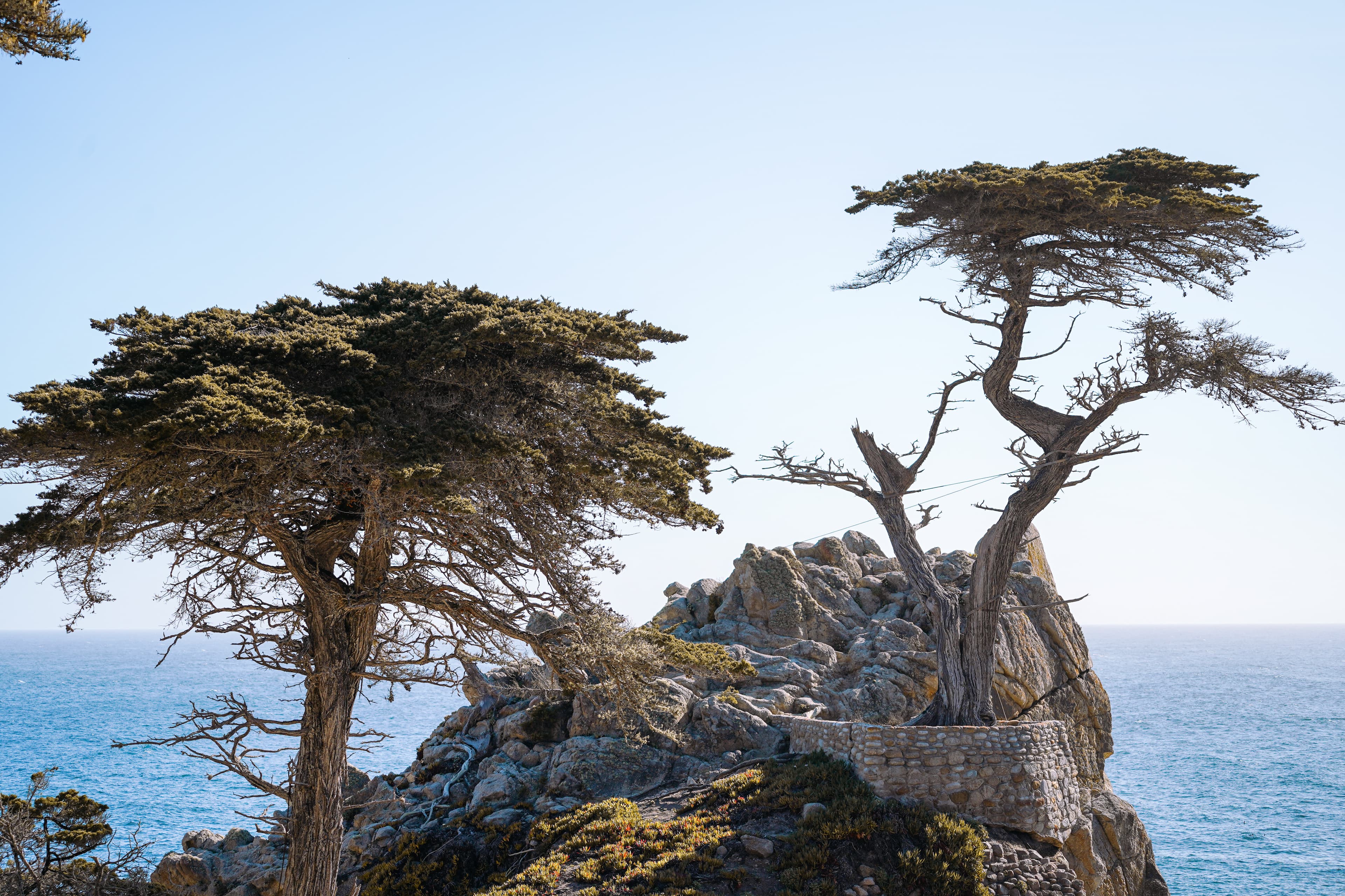 The Lone Cypress