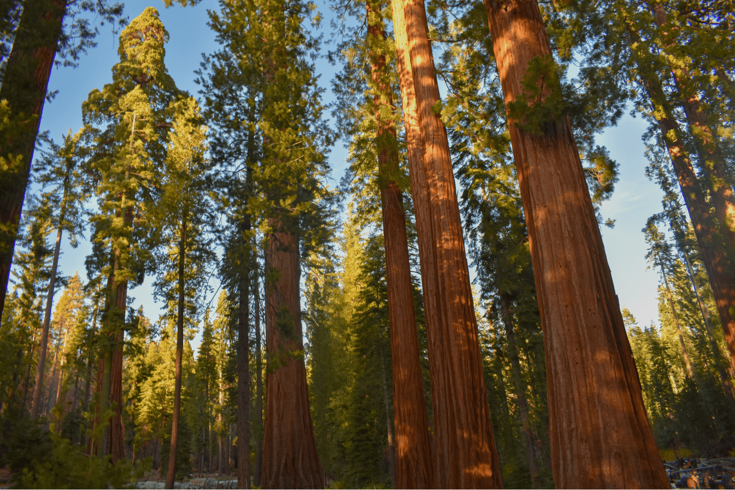Redwoods