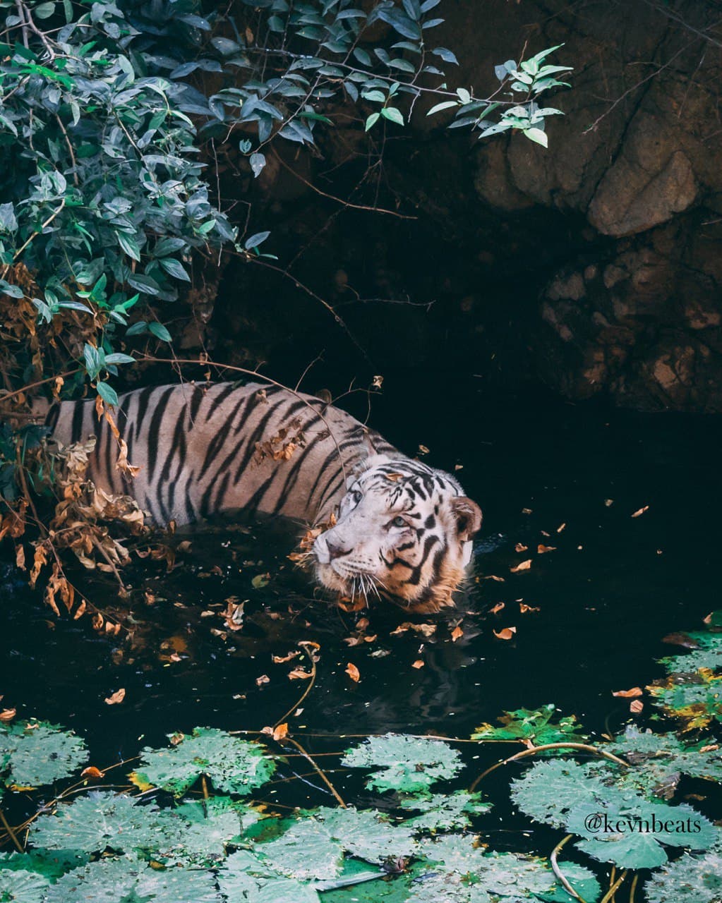The tiger